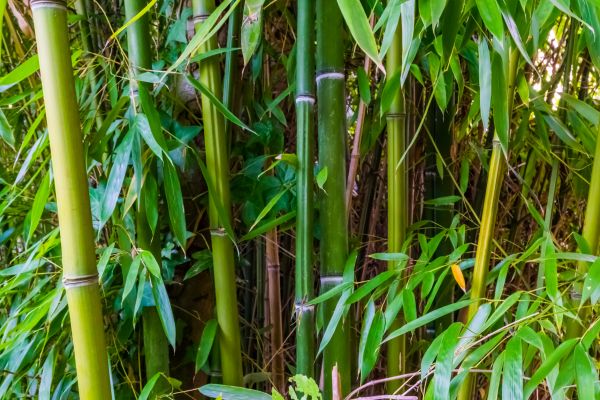 Cost of Bamboo Trimming in Monroe
