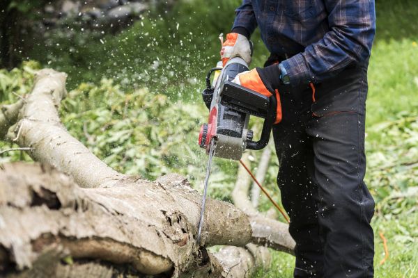 Cost of Branch Removal Service in Monroe