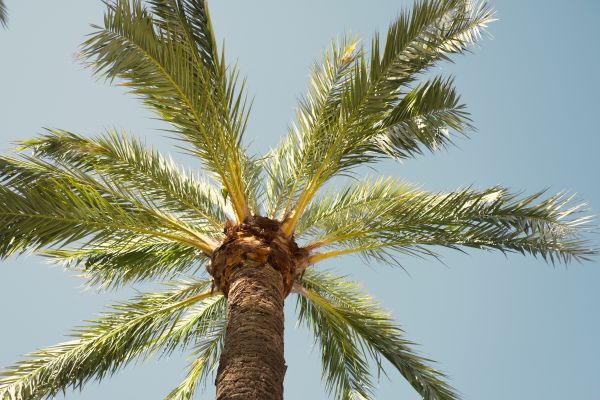 Palm Tree Pruning in Monroe