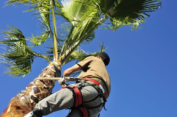 Palm Tree Trimming in Monroe