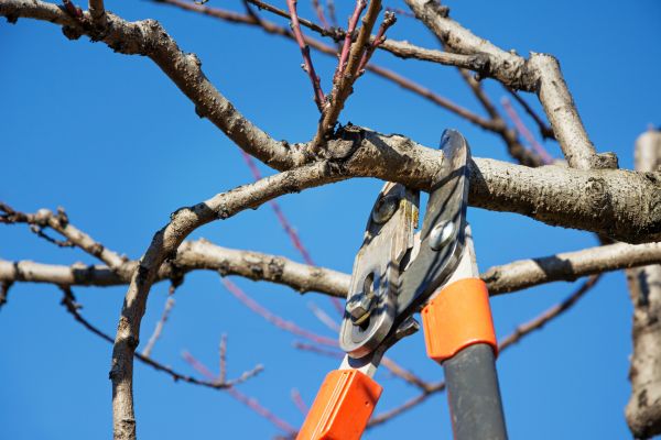 Residential Tree Service in Monroe