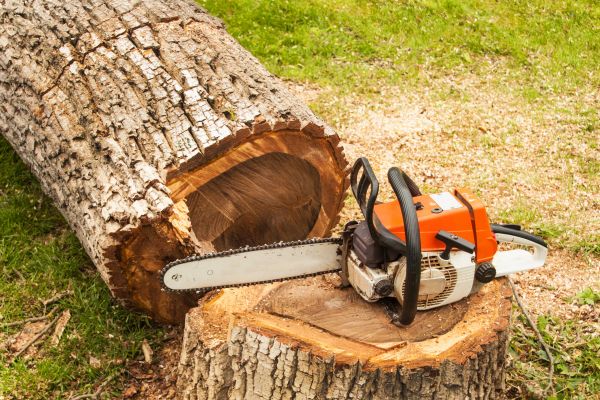 Tree Cutting Service in Monroe