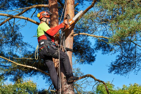 Tree Service in Monroe