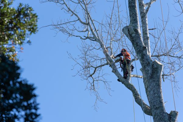 Cost of Tree Topping Service in Monroe