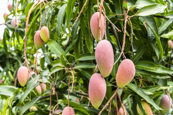 Cost of Mango Tree Trimming in Monroe