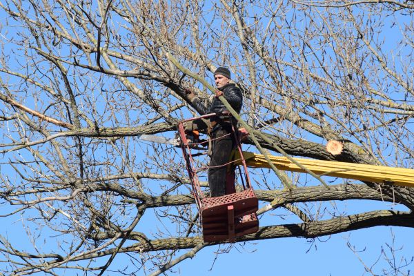 Cost of Emergency Tree Trimming in Monroe