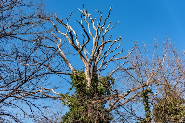 Cost of Deadwood Removal in Monroe