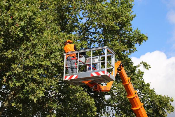 Commercial Tree Service in Monroe