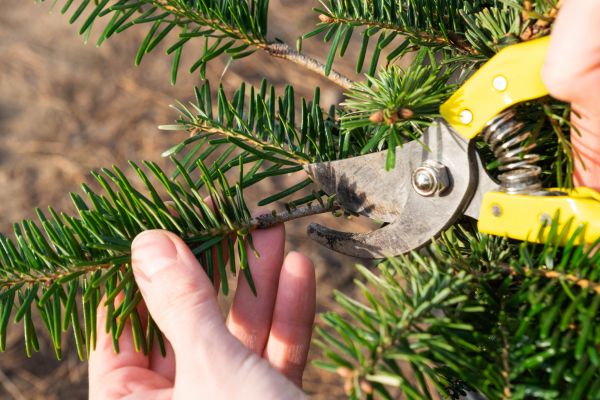 Pine Tree Pruning in Monroe