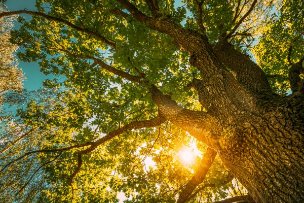 Cost of Oak Tree Pruning in Monroe