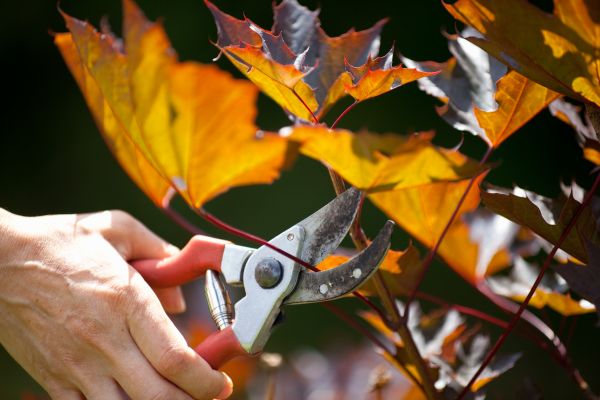 Cost of Maple Tree Pruning in Monroe