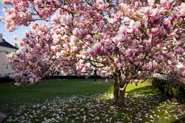 Cost of Magnolia Tree Pruning in Monroe