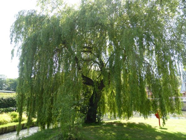 Cost of Willow Tree Trimming in Monroe