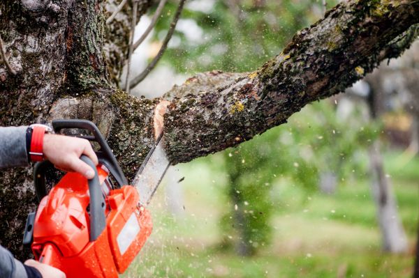 Cost of Tree Limbs Removal in Monroe