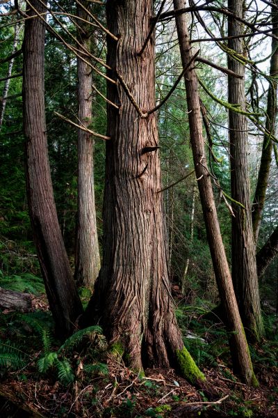 Cost of Cedar Tree Trimming in Monroe