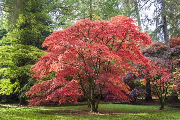 Japanese Maple Pruning in Monroe