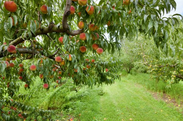 Cost of Peach Tree Pruning in Monroe