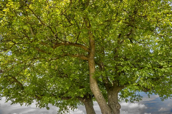 Cost of Walnut Tree Trimming in Monroe
