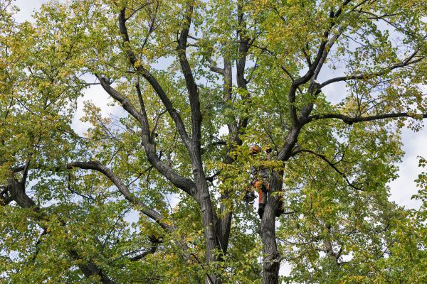 Cost of Tree Crown Shaping in Monroe