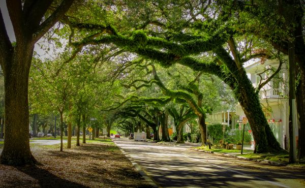 Cost of Tree Canopy Thinning in Monroe
