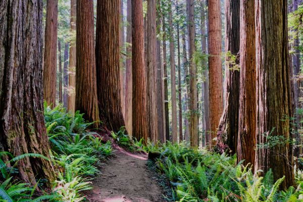 Cost of Redwood Tree Trimming in Monroe