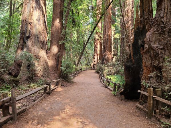 Cost of Redwood Tree Pruning in Monroe