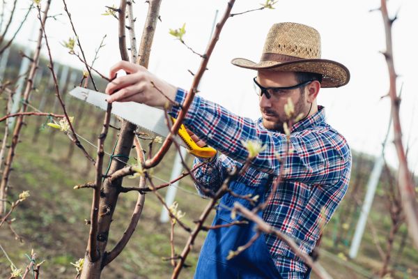 Cost of Orchard Tree Pruning in Monroe