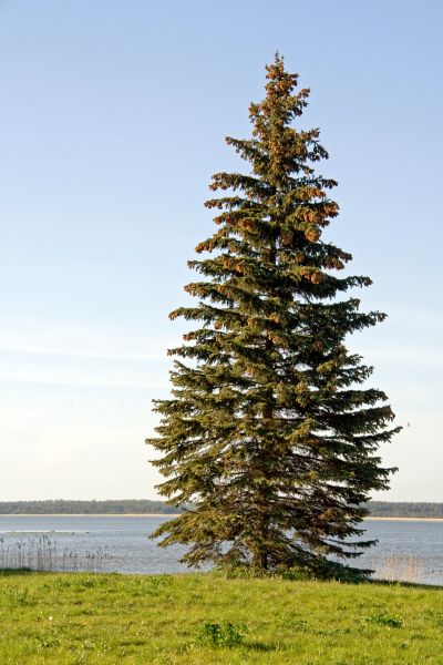Cost of Spruce Tree Pruning in Monroe