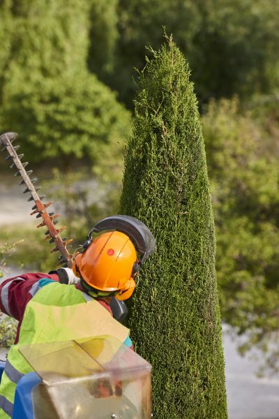 Cost of Cypress Tree Trimming in Monroe