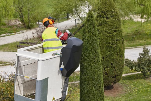 Cost of Cypress Tree Pruning in Monroe