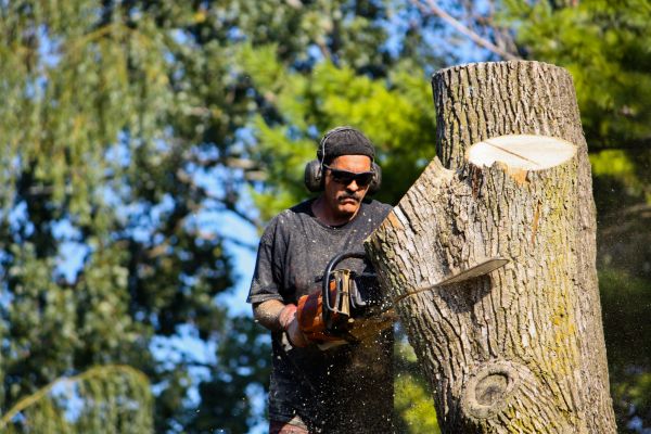 Cost of Ash Tree Pruning in Monroe