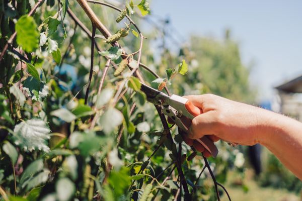 Cost of Birch Tree Pruning in Monroe