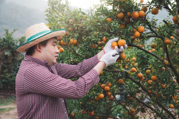 Cost of Orange Tree Pruning in Monroe