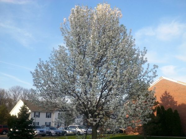 Cost of Bradford Pear Tree Pruning in Monroe