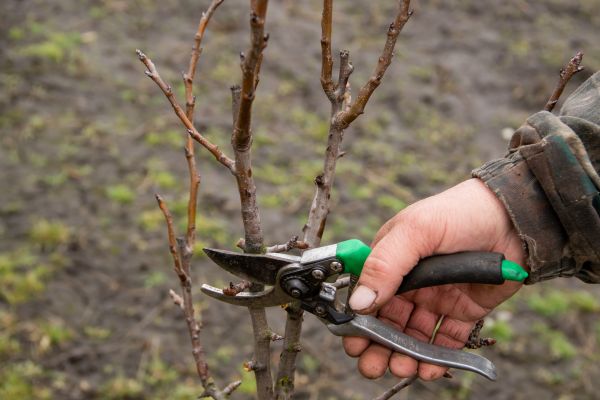 Cost of Pear Trees Pruning in Monroe