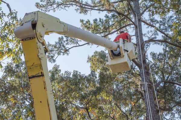 Cost of Limbs Trimming in Monroe