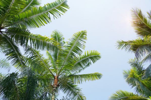 Cost of Queen Palm Tree Trimming in Monroe