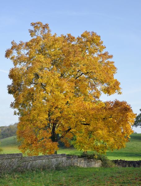 Cost of Hickory Tree Trimming in Monroe