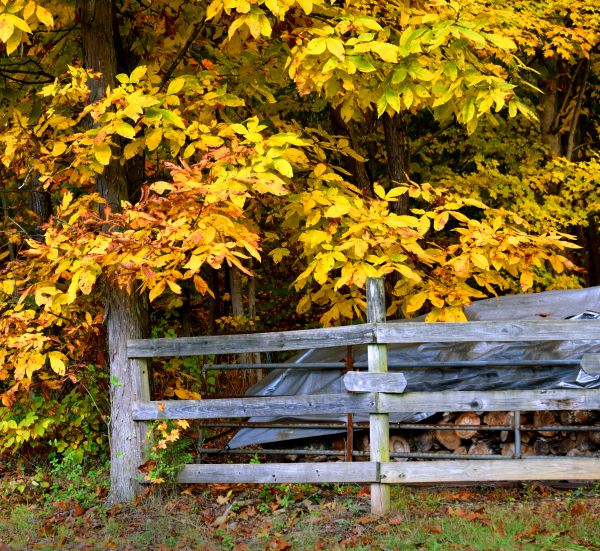 Cost of Hickory Tree Pruning in Monroe