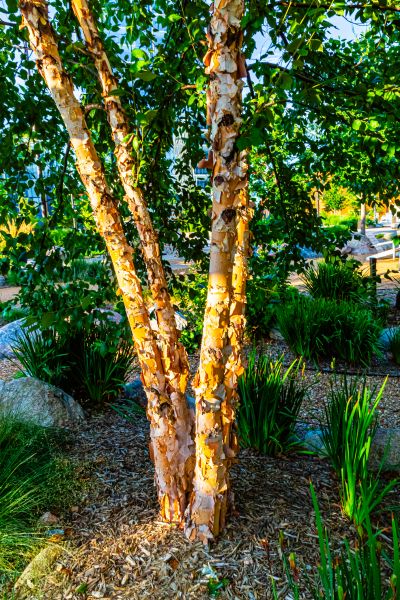 Cost of River Birch Trimming in Monroe