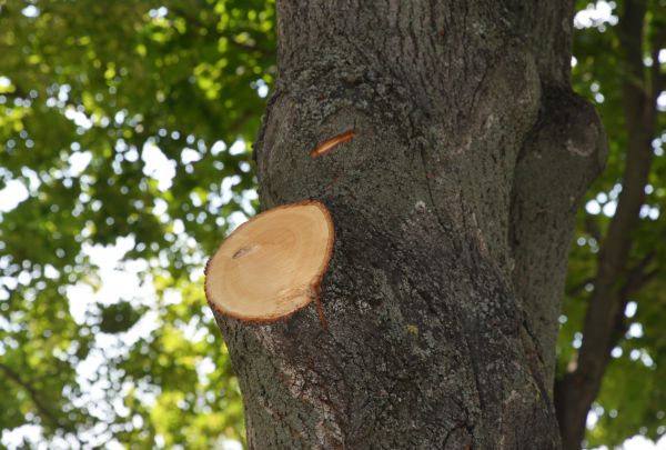 Cost of Limb Cutting in Monroe