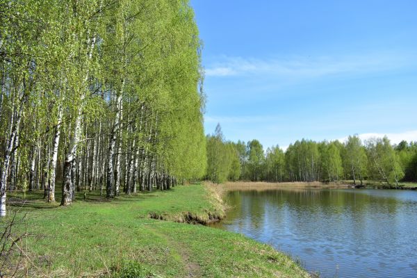 Cost of River Birch Pruning in Monroe