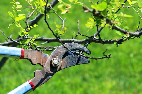 Cost of Branches Pruning in Monroe