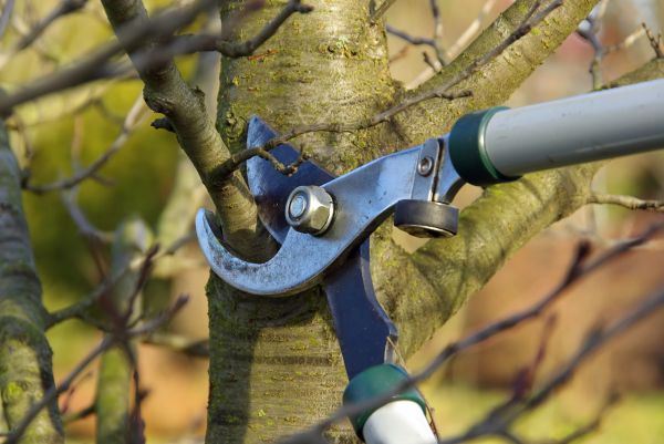 Cost of Tree Limb Trimming Service in Monroe