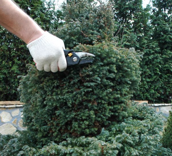 Cost of Ornamental Tree Trimming in Monroe