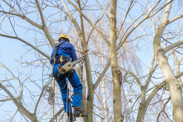 Cost of Large Tree Trimming in Monroe