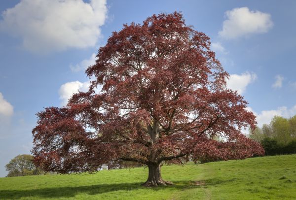 Cost of Beech Tree Pruning in Monroe