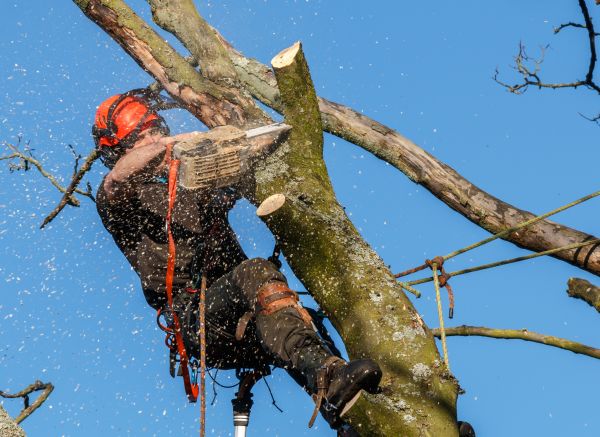 Tree Trimming Service in Monroe