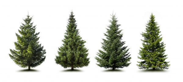 Cost of Pine Tree Trimming in Monroe