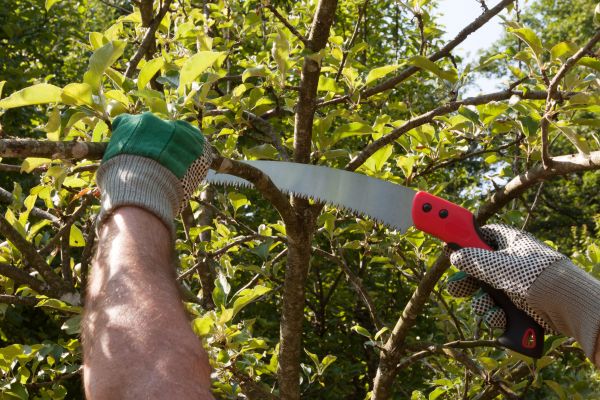 Apple Tree Trimming in Monroe